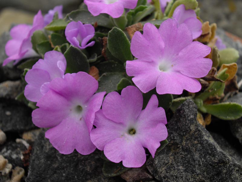 Primula allionii HNG12 photo
